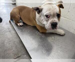 Bulldog-Unknown Mix Dogs for adoption in San Bernardino, CA, USA