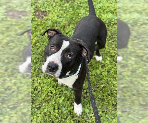 Medium Photo #1 American Staffordshire Terrier Puppy For Sale in Fort Lauderdale, FL, USA