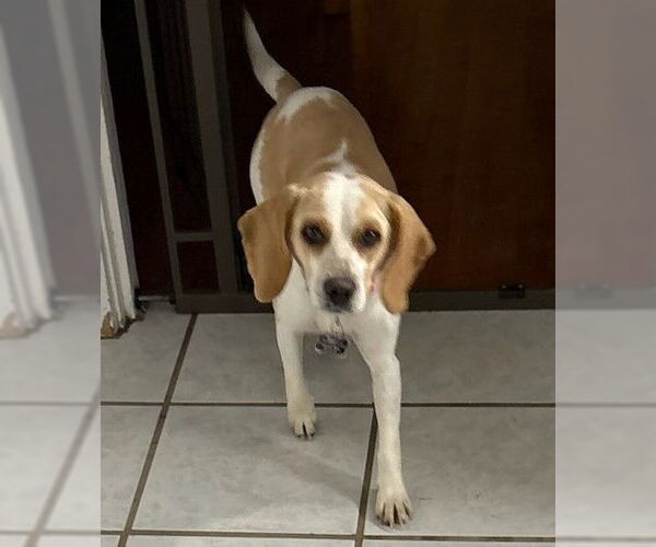 Medium Photo #4 Beagle Puppy For Sale in Dunnellon, FL, USA