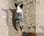 Small #2 Aussie-Corgi