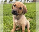 Small #1 Labrador Retriever Mix