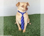 Small Photo #3 Chihuahua-Unknown Mix Puppy For Sale in San Diego, CA, USA