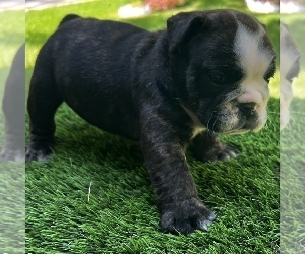 Medium Photo #7 Bulldog Puppy For Sale in STOCKBRIDGE, GA, USA