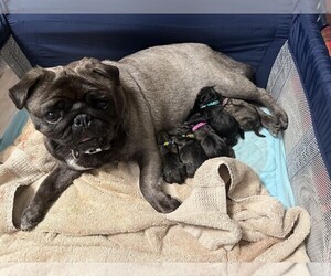 Mother of the Pug puppies born on 05/02/2025
