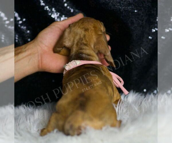 Medium Photo #6 Dachshund Puppy For Sale in WARSAW, IN, USA