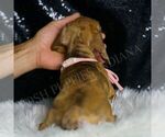 Small #5 Dachshund