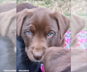 Australian Cattle Dog-Labrador Retriever Mix Puppy for sale in COLFAX, CA, USA
