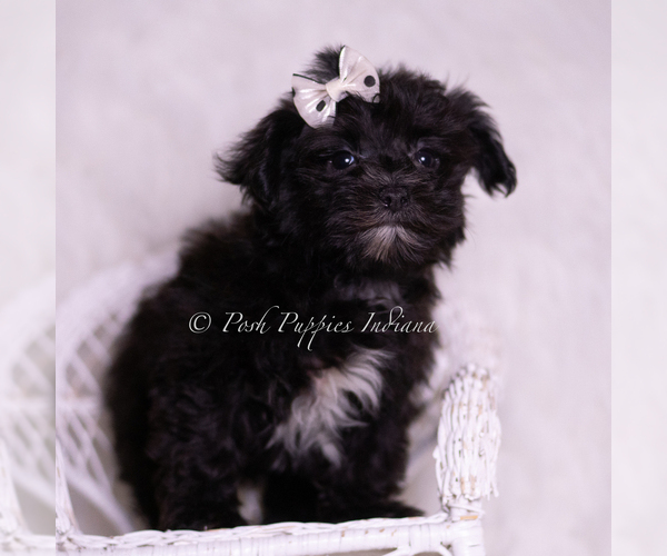 Medium Photo #5 Morkie Puppy For Sale in WARSAW, IN, USA