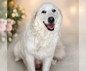 Great Pyrenees-Unknown Mix Dogs for adoption in Denver , CO, USA