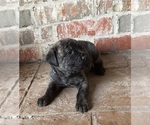 Puppy 3 Cane Corso