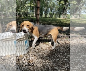 Father of the Beagle puppies born on 08/29/2026