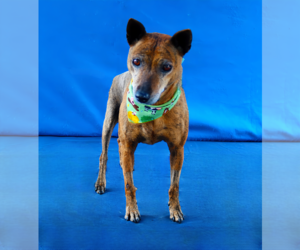 Mutt Dogs for adoption in Pasadena, CA, USA