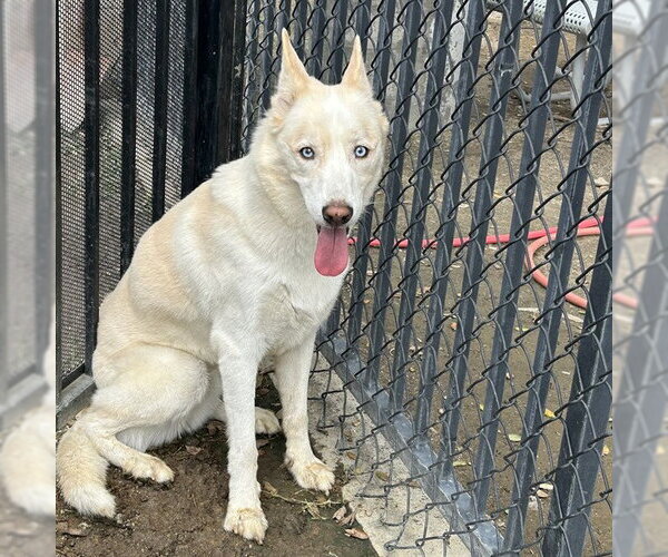Medium Photo #3 Siberian Husky-Unknown Mix Puppy For Sale in Riverside, CA, USA