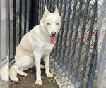 Small Photo #3 Siberian Husky-Unknown Mix Puppy For Sale in Riverside, CA, USA