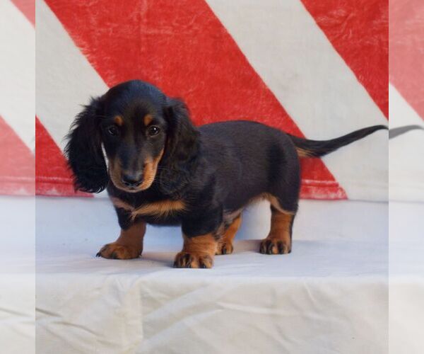 Medium Photo #2 Dachshund Puppy For Sale in HONEY BROOK, PA, USA