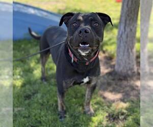 Mutt Dogs for adoption in Modesto, CA, USA