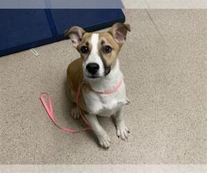 Staffordshire Bull Terrier Dogs for adoption in Bakersfield, CA, USA