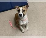 Small Staffordshire Bull Terrier