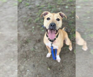 AC - Duke (NY) - Male Mutt Dog for Adoption - Photo #5