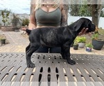 Small Photo #29 Cane Corso Puppy For Sale in LAND O LAKES, FL, USA
