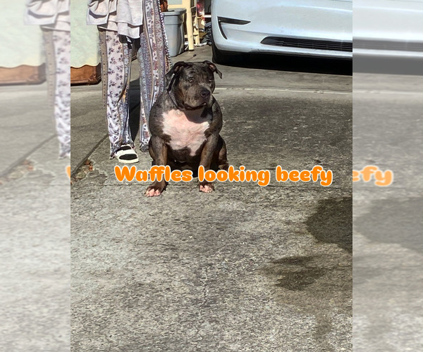 Medium Photo #1 American Bully Puppy For Sale in ROHNERT PARK, CA, USA