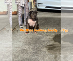 Small Photo #1 American Bully Puppy For Sale in ROHNERT PARK, CA, USA