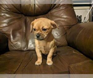 Cheeks Puppy for sale in GARFIELD, AR, USA