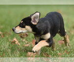 Small Photo #11 Australian Shepherd-Unknown Mix Puppy For Sale in Mechanicsburg, PA, USA