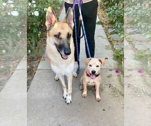 Stevie - Male German Shepherd Dog-Unknown Mix Dog for Adoption - Photo #7