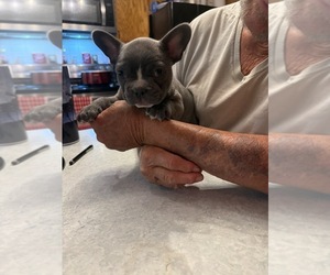 French Bulldog Puppy for sale in PENNINGTON GAP, VA, USA