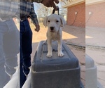 Small Dogo Argentino