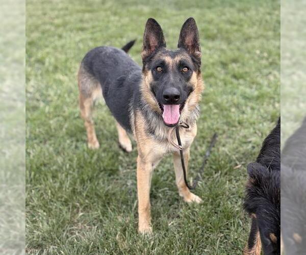 Medium Photo #1 German Shepherd Dog Puppy For Sale in Modesto, CA, USA