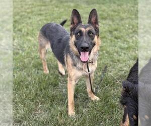 German Shepherd Dog Dogs for adoption in Modesto, CA, USA