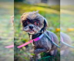 Small #2 Shih Tzu Mix