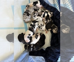 Great Dane Litter for sale in BIGGS, CA, USA