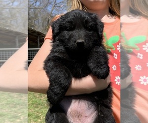 Medium German Shepherd Dog