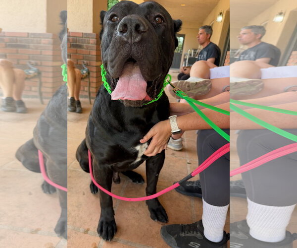 Medium Photo #3 Mutt Puppy For Sale in Goodyear, AZ, USA