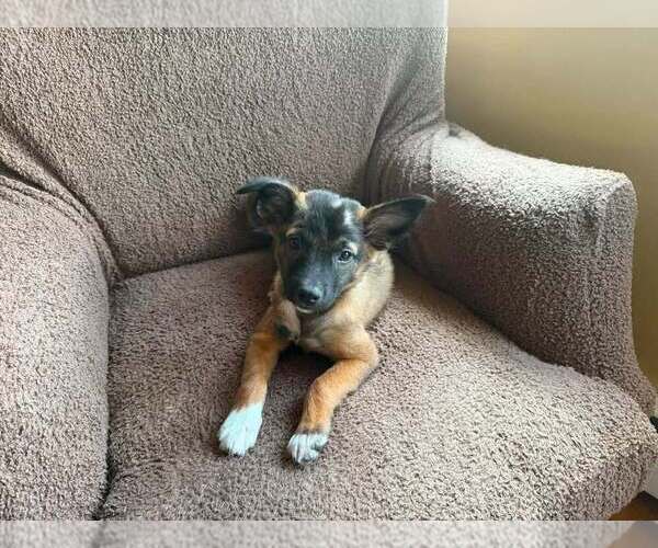 Medium Photo #15 Mutt Puppy For Sale in New York, NY, USA