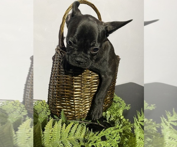 Medium Photo #16 Faux Frenchbo Bulldog Puppy For Sale in LIVERMORE, CA, USA