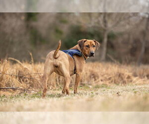 Laia - Female Labrador Retriever-Unknown Mix Dog for Adoption - Photo #3