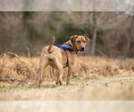 Small Photo #3 Labrador Retriever-Unknown Mix Puppy For Sale in Spring Lake, NC, USA