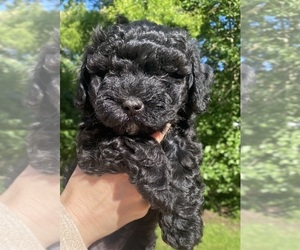 Maltipoo Puppy for sale in CLEVELAND, TN, USA