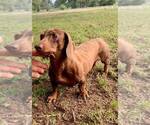 Small Photo #1 Dachshund Puppy For Sale in LEDBETTER, TX, USA