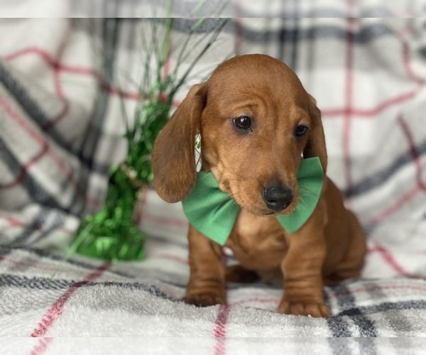 Medium Photo #6 Dachshund Puppy For Sale in CEDAR LANE, PA, USA