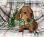 Small Photo #6 Dachshund Puppy For Sale in CEDAR LANE, PA, USA