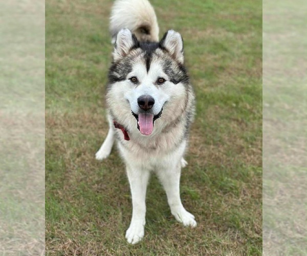 Medium Photo #2 Alaskan Malamute-Unknown Mix Puppy For Sale in Brooklyn Center, MN, USA