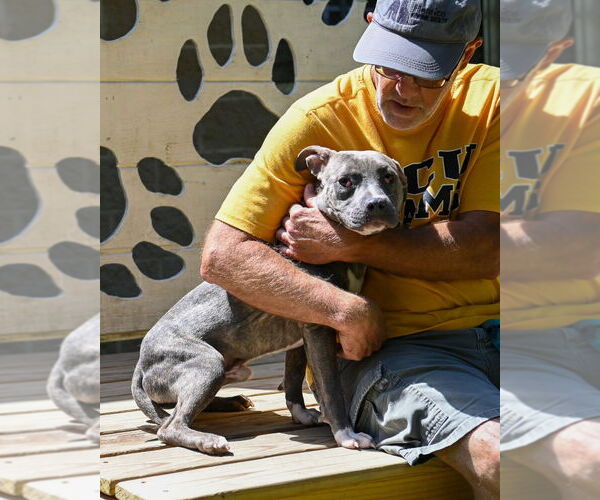 Medium Photo #3 American Pit Bull Terrier Puppy For Sale in Glen Allen, VA, USA