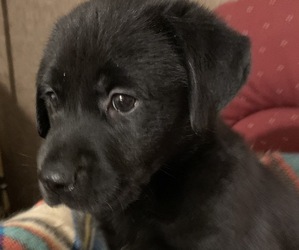 Labrador Retriever Puppy for sale in SPOTSYLVANIA, VA, USA