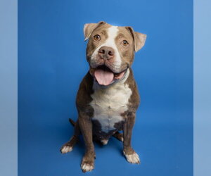 Mutt Dogs for adoption in Rowlett, TX, USA