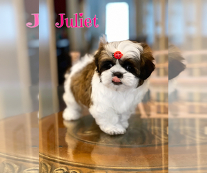 Shih Tzu Puppy for sale in SUGAR HILL, GA, USA